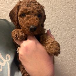 AKC Girl 4 - Red  female Poodle puppy in Southwest Ranches, Florida from Herringbone ‘s Poodles