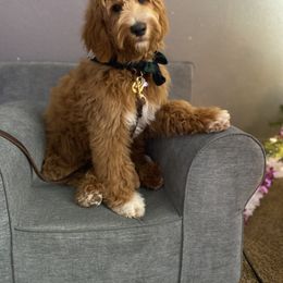 Goldendoodle Puppies from Totally Texas Doodles