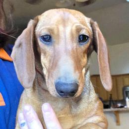 Callie - Red female Dachshund puppy in La Pine, Oregon from RoseDox Dachshunds