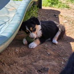 Calla Lilly - Tri-color female Border Collie puppy in Chino Valley, Arizona from Dog Pond Border Collies