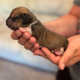 Black Based Cream Pie - Cream female Dachshund puppy in Shelley, Idaho from Journey’s End Dachshunds