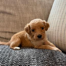 Minnie - Cream female Goldendoodle puppy in Fayetteville, Arkansas from Mountain Grove Doodles