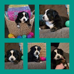 Miniature Australian Shepherd Puppies from AMY DRAKE