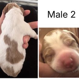 Boy 2 - Orange and white male Brittany puppy in Shinnston, West Virginia from Brookfield Farm Brittanys LLC