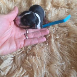 Ludus - Tri-color male Cavalier King Charles Spaniel puppy in Springfield, Missouri from Caney Mountain Cavaliers LLC