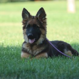 Bellatrix “Bella” - Black and red German Shepherd puppy in Plumas Lake, California from Zwinger Vom Greifjäger