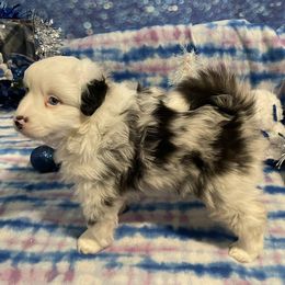 Billy - Blue merle male Miniature American Shepherd puppy in Garysburg, North Carolina from Schaefer's Miniature American Shepherds
