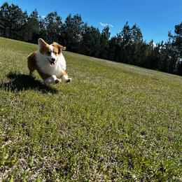 Valentino - White and red male Pembroke Welsh Corgi puppy in Saint George, South Carolina from Carolina cotton candy corgis