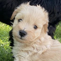Miniature Schnauzers from Winston Loves Shelby