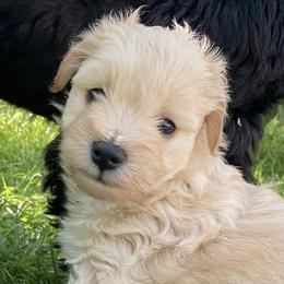 Miniature Schnauzers from Winston Loves Shelby