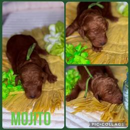 Mojito - Red  male Poodle puppy in Mount Vernon, Illinois from AMC Poodles
