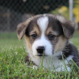 Pembroke Welsh Corgi Puppies from Pembrokes of Walnut Creek