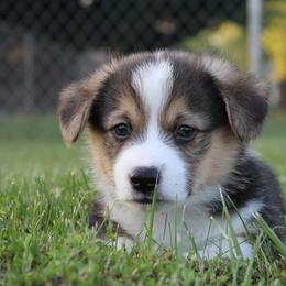 Pembroke Welsh Corgi Puppies from Pembrokes of Walnut Creek