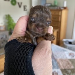 Boy 2 - Yorkshire Terrier puppy in Williamstown, New Jersey from Pat’s Garden State Yorkies