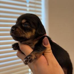 Pink Girl - Black and cream female Dachshund puppy in Horizon City, Texas from Willipaws