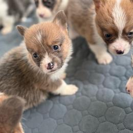 Hopper- Bluie Sable - Sable male Pembroke Welsh Corgi puppy in Aberdeen, Washington from Coastal country Farms