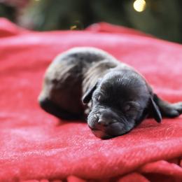 Black collar - Brindle female Poodle puppy in Edmond, Oklahoma from The Redbud Roost