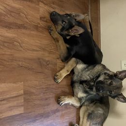 German Shepherd All Grown Up from Angel Oak German Shepherds