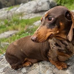 Dachshund puppies from Southbound Kennel