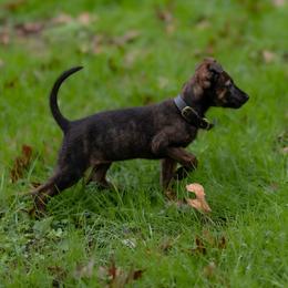 Dutch Shepherd Puppies from Oak Creek K9