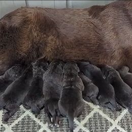 Male 2 - Brown male Newfoundland puppy in Burfordville, Missouri from Umfleet Farms