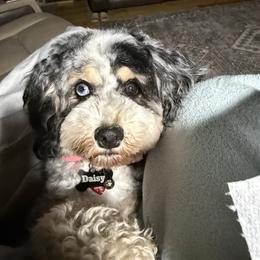 Bernedoodles from Doodles on Rock Creek