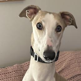 Greyhounds from Greyhound Puppy Havens