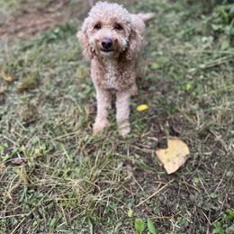 Poodle All Grown Up from Richardson Family Farms, LLC