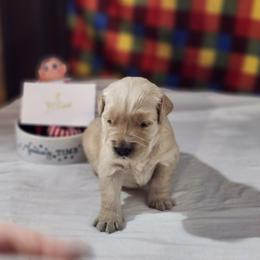 Yellow - Golden female Golden Retriever puppy in Grant, Michigan from Precious Kennel Retrievers