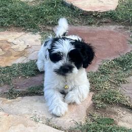 Stormy Female AVAILABLE - Black and white female Havanese puppy in Monahans, Texas from Homeward Havanese, LLC