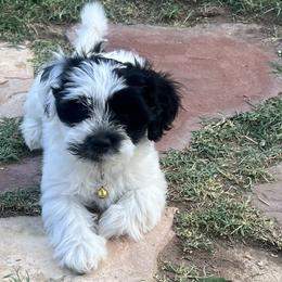 Stormy Female AVAILABLE - Black and white female Havanese puppy in Monahans, Texas from Homeward Havanese, LLC