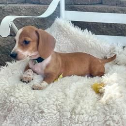 Timmy - Piebald male Dachshund puppy in Rio Linda, California from Destiny's Mini Doxies