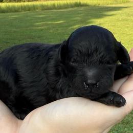 Nesta - Black female Cockapoo puppy in Liberty, Kentucky from Kentucky Cockapoos