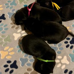 Boy 1 - Black male Labrador Retriever puppy in Mt. Olive, North Carolina from Goshen Swamp Retrievers