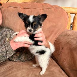 Junior - White black and tan male Papillon puppy in Powell, Wyoming from Heart Mountain Kennels