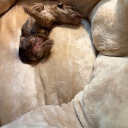 Jamaica - Merle female Cockapoo puppy in Lillington, North Carolina from Peace, Love, and Puppies at the Creek