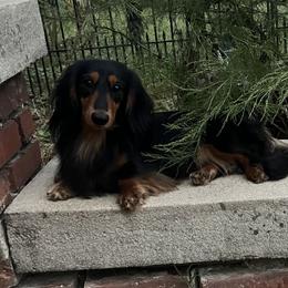 Murphy - Dachshund