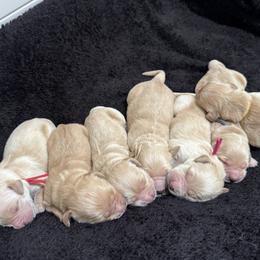 Boy 1 - male Golden Retriever puppy in Angier, North Carolina from Howard's Retrievers