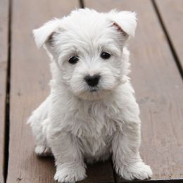 West Highland White Terrier Puppies from The West Acres