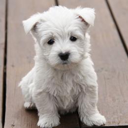 West Highland White Terrier Puppies from The West Acres