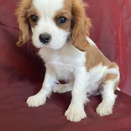 Cavalier King Charles Spaniel Puppies from Christina’s Cavaliers