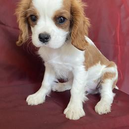 Cavalier King Charles Spaniel Puppies from Christina’s Cavaliers