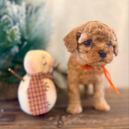 Donner - Red male Cavapoo puppy in Preston, Idaho from Shaffer Top Notch Puppies