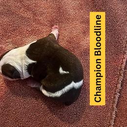Moon Pie - Chocolate tri-color male Bulldog puppy in Tremonton, Utah from Snuggle Pups