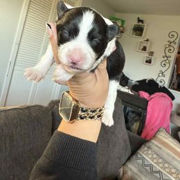 Salem- Bi Black Boy - male Shetland Sheepdog puppy in Frazeysburg, Ohio from Mountain High Kennels