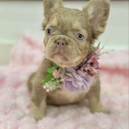 Cupcake - Liver female French Bulldog puppy in Alexandria, Virginia from Boss Lady Kennel