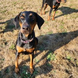 Ripley - Dachshund