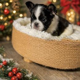 French Bulldog Puppies from Adriel Davis