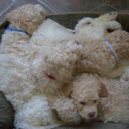 Lagotto Romagnolo Puppies from Southern Lagotto