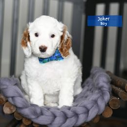 Joker - Cream male Australian Labradoodle puppy in Port Orchard, Washington from Snooze and Sniff Labradoodles